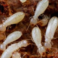 如何科學(xué)防治,白蟻頻頻出沒(méi)