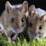 家里鬧老鼠怎么辦?