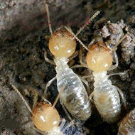 春季,請(qǐng)查查你家有沒(méi)有白蟻危害