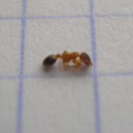 滅蟻施藥后無效,到底怎么辦